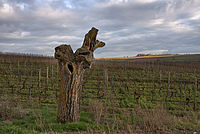 Bernhard Saalfeld - Schwabenheim (3v9).jpg